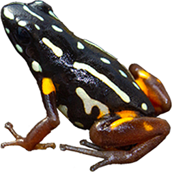 Brazil-nut Dart Frog